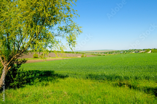 Green field, blue sky and willow in the foreground.