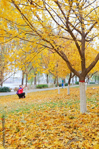Autumn scenery in the park