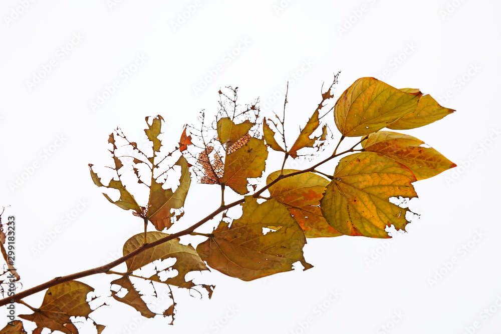Obraz premium leaves of the insect pests are in nature