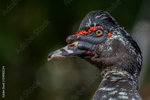Close-up portrait in a profile of a musk duck (Cairina moskata)