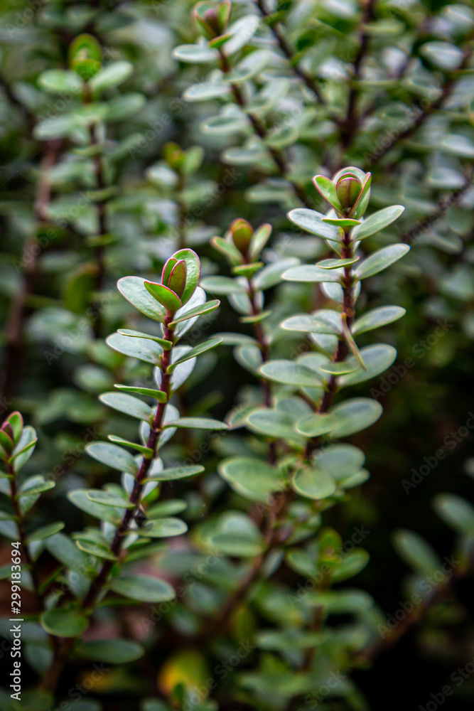 A hebe plant in autumn, with a shallow depth of field A hebe plant in autumn, with a shallow depth of field