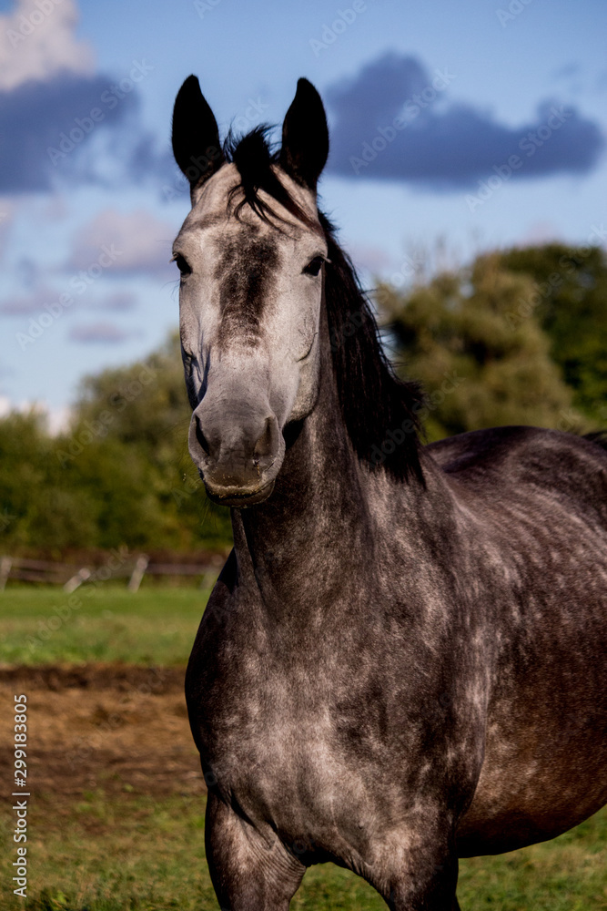 Obraz premium Portrait of gray horse in summer