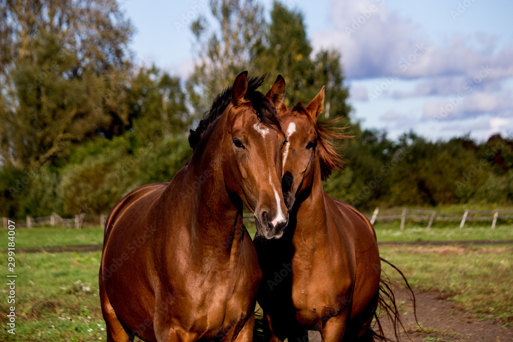 Two brown horses standing together Two brown horses standing together