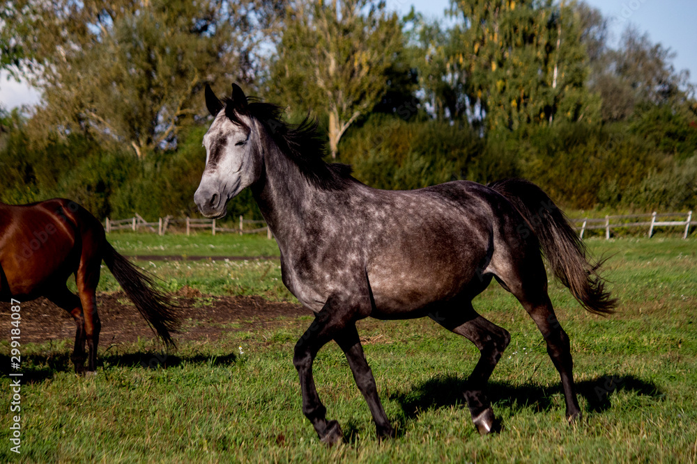 Gray horse trotting in the pasture Gray horse trotting in the pasture