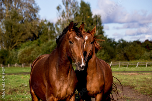 Two brown horses standing together