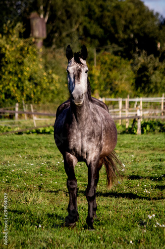 Gray horse trotting in the pasture