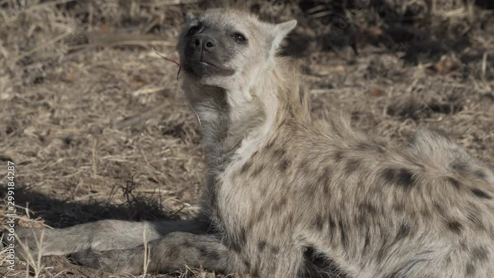 Spotted hyena looking at the camera Spotted hyena looking at the camera