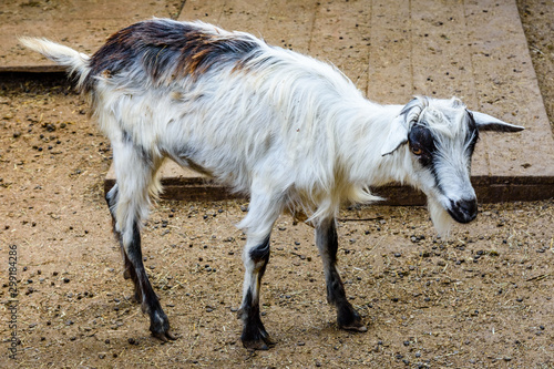 Young goat in corral on a farm