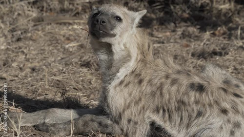 Spotted hyena looking at the camera