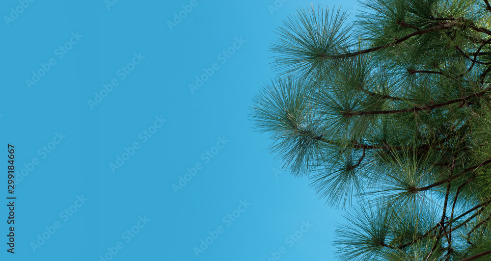 forest of nature fir leaf tree in wildlife on summer blue sky background, vacation holiday and travel to natural environment park