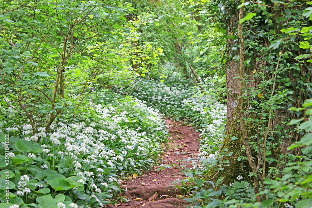 Path through wild garlic in a wood	