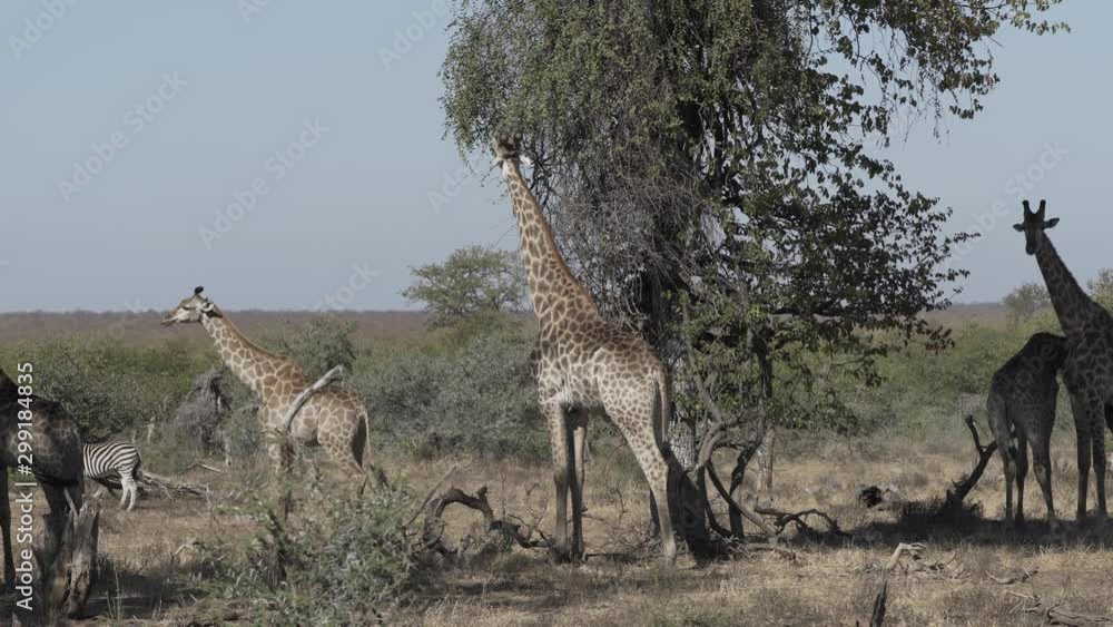 African wildlife overview with giraffes and zebras African wildlife overview with giraffes and zebras