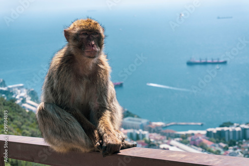 little monkey sitting on bench © Hello Bipo