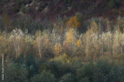 Fototapeta Naklejka Na Ścianę i Meble -  Jesienne drzewa 1