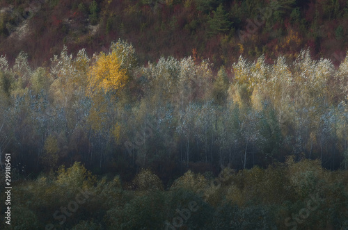 Fototapeta Naklejka Na Ścianę i Meble -  Jesienne drzewa 2
