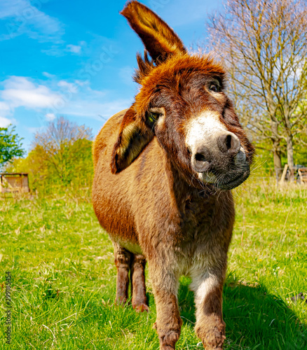 Canvas Print Wildlife, pasture, Germany - A dear young donkey lives in a pasture near Marburg and looks you in the face