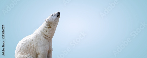 Photo white polar bear over gray background, panoramic mock up image