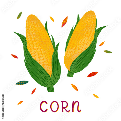 Corn cobs with leaves on a white background.Seasonal farm products.Healthy nutrition.Agricultural fair.Harvest season.Vector illustration.