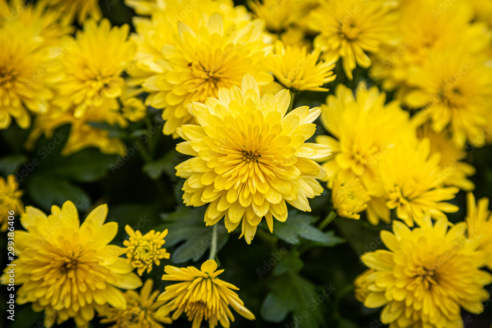 A full frame photograph of bright yellow chrysanthemum flowers on a sunny autumn day A full frame photograph of bright yellow chrysanthemum flowers on a sunny autumn day