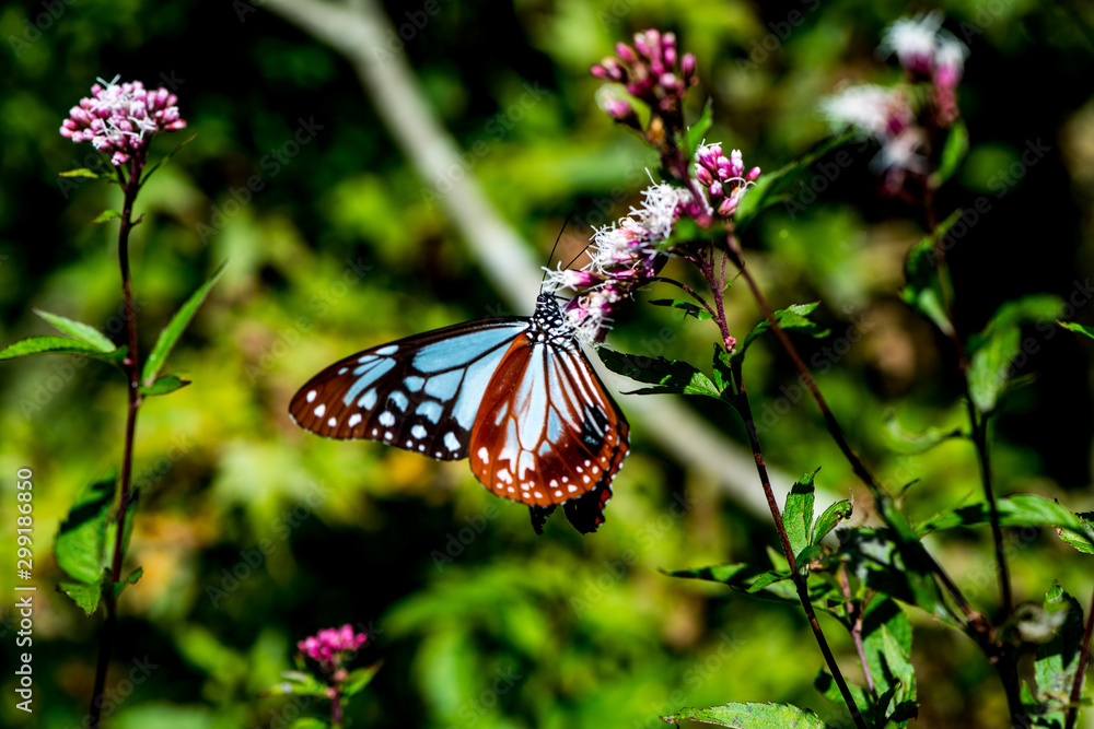 Obraz premium アサギマダラ