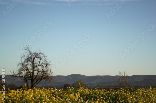 Rapsfeld und Schw  bische Alb