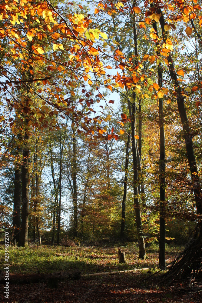 Herbst Wald