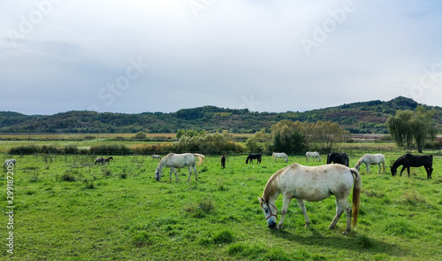 The Lipizzan horses grazing in meadow