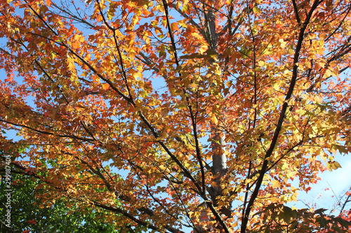 Herbstbaum