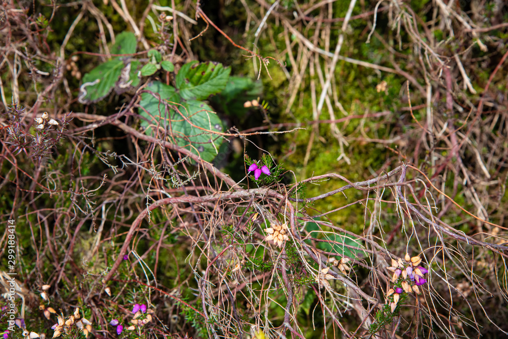 Tiny pink heather flowers emerging in autumn Tiny pink heather flowers emerging in autumn