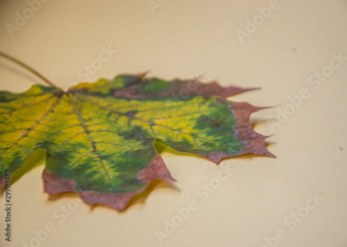 Colorful autumn leaves on pale yellow background, fall concept, beautiful leaf 