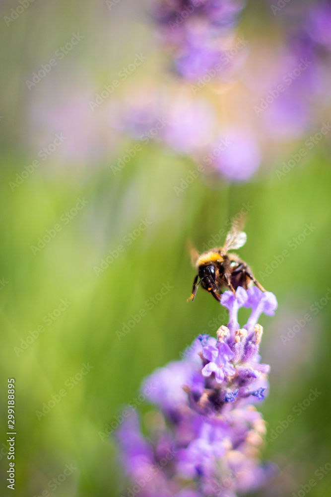 Purple fragrant lavender in full blossom Purple fragrant lavender in full blossom
