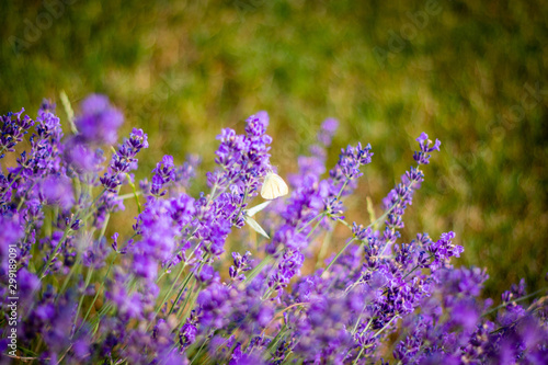 Purple fragrant lavender in full blossom