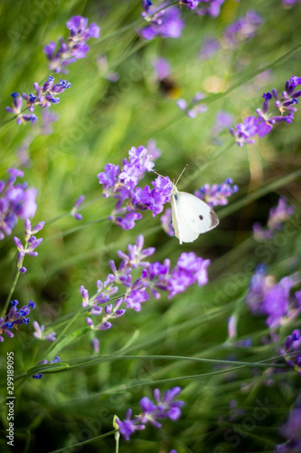 Purple fragrant lavender in full blossom