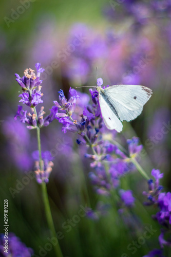 Lavender field in blossom with small white butterfly