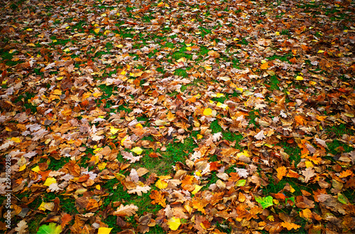 Dramatic autumn lawn with yellow orange leaves background