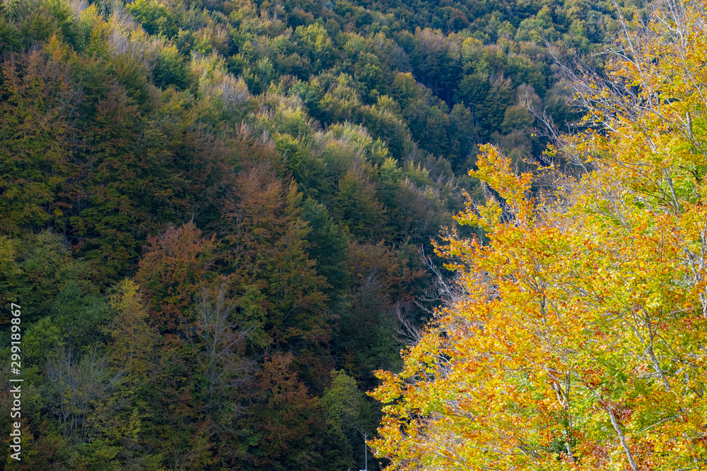 Autumn in the beech forest in Irati, Navarra