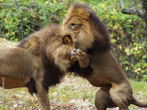 Portrait of a lion in the Bronx zoo, observing its habitat. Leon locked in a well kept zoo. Lions from Africa. Animal life Wild. Wildlife. Leon fighting with another.
