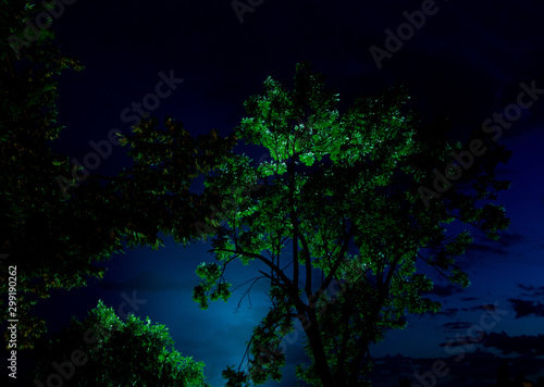 Drzewo nocą