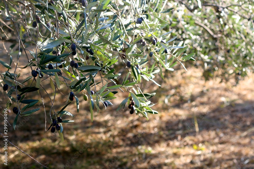 Fototapeta premium Organic olives on a tree. Selective focus.