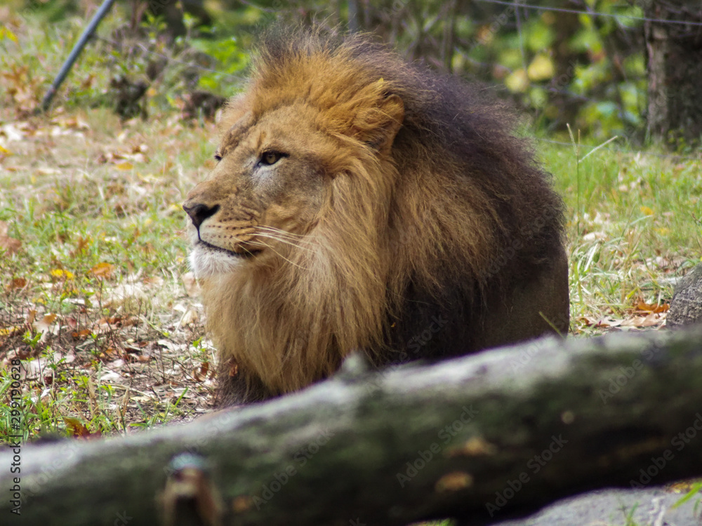 Obraz premium Portrait of a lion in the Bronx zoo, observing its habitat. Leon locked in a well kept zoo. Lions from Africa. Animal life.