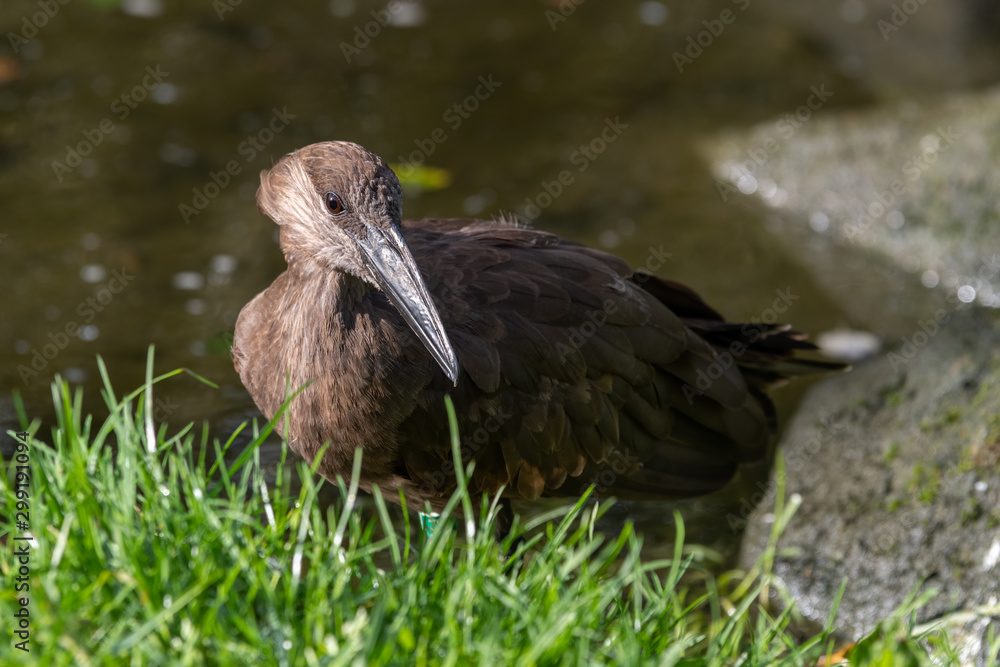 Fototapeta premium Hamerkop Resting on Grass Near Water