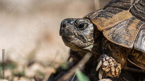 Close up of Croatian Tourtle Tortoise   photo