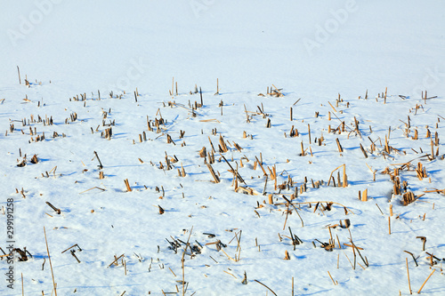 roots of cattail grass in snow