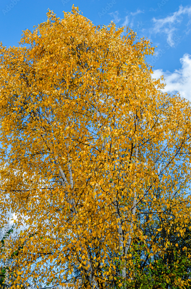 Fototapeta premium View of a fall white birch tree and yellow leaves