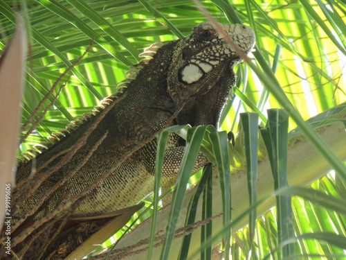 iguana
