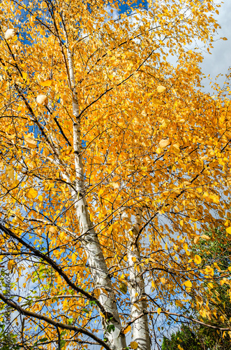 View of a fall white birch tree trunk and yellow leaves