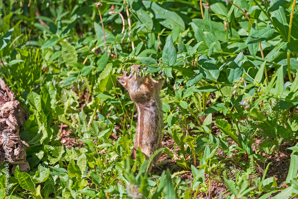 A Golden Mantled Ground Squirrel Feeding on Flowers