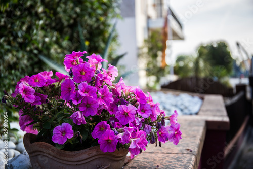 Wallpaper Mural Petunia Supertunia Vista Bubblegum flowers in a flowerpot standing outdoor on a stone pavement Torontodigital.ca