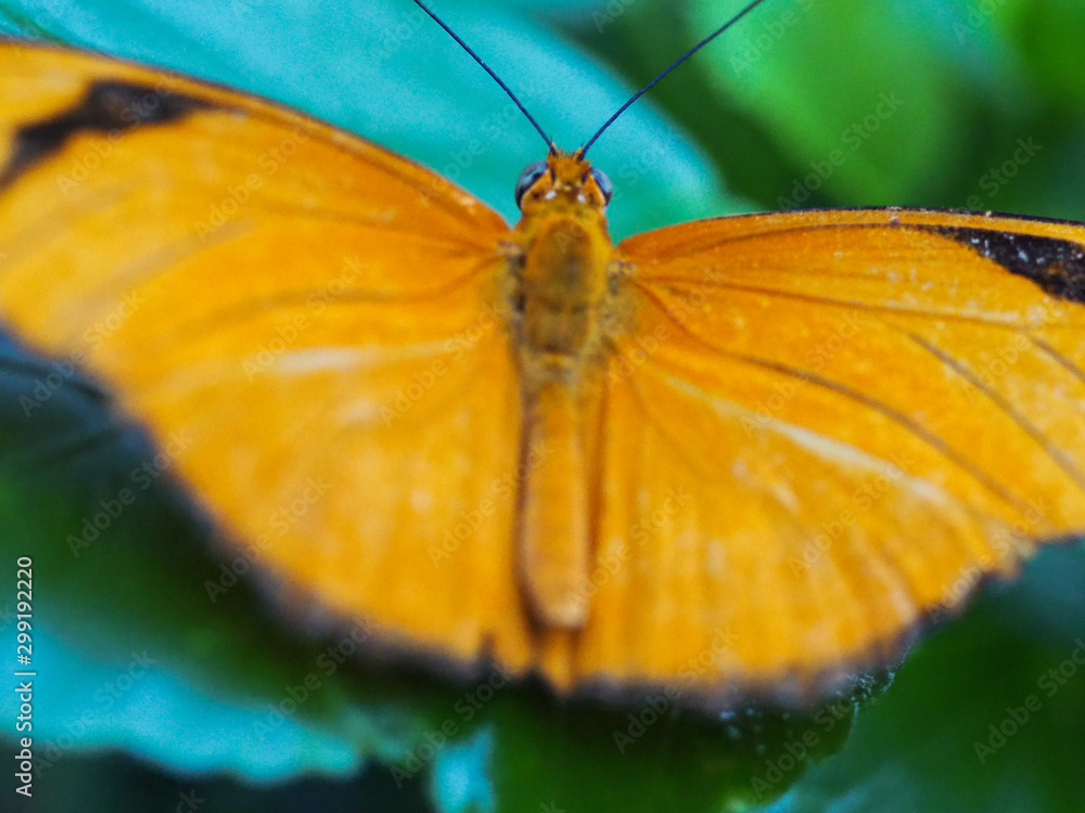 Obraz premium Close up butterflies flying inside a butterfly garden, butterfly in natural habitat. In tree leaves. Nice wetland insect. Butterfly in the green forest. Natural life.