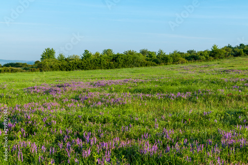Pole fioletowych rośliny na tle wiejskiej polany